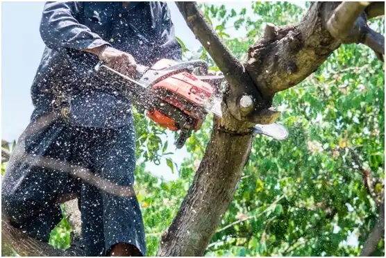 tree services Eagle Point